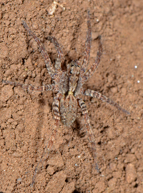 Lycosidae.jpg