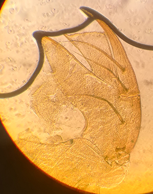 Coenagrionidae.jpg