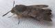 DSCF1327.JPG