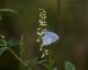 celastrina argiolus (3) (FILEminimizer).JPG