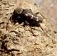 Allevamenti 2010 005_Xylotrechus sieversi_Sahmirzad.jpg