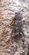 Allevamenti 2010 009_Xylotrechus sieversi_Sahmirzad.jpg