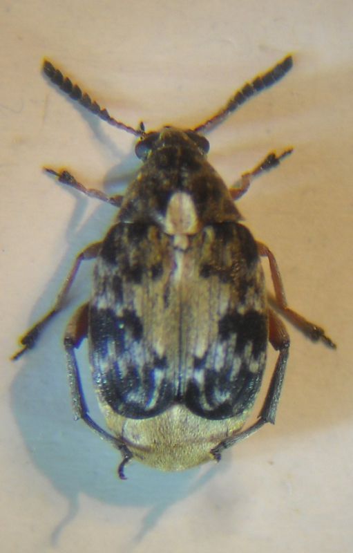 Megabruchidius 001 A.jpg