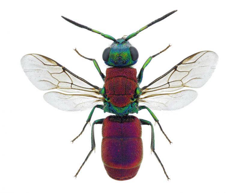 Chrysididae Iran1.jpg