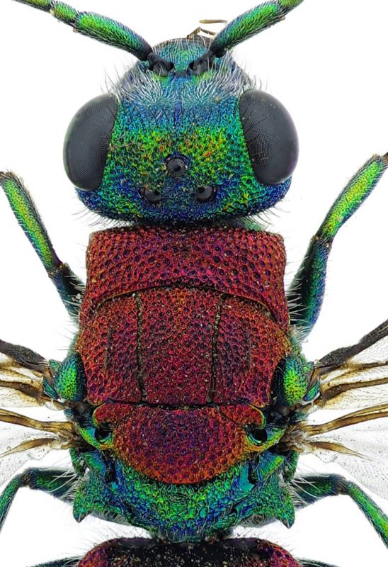 Chrysididae Iran2.jpg