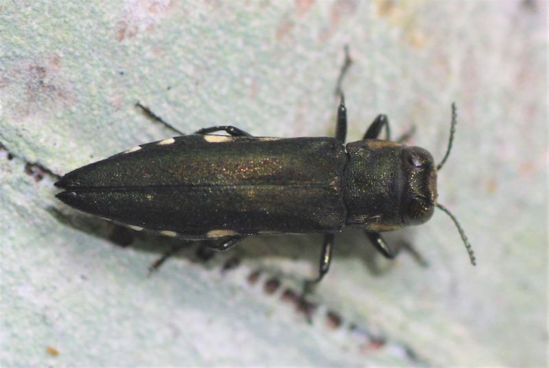 agrilus.JPG