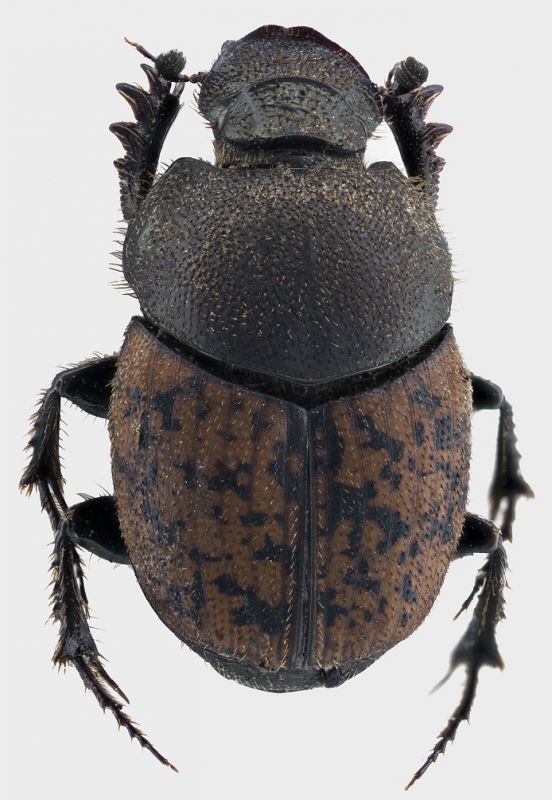 Onthophagus-2.jpg