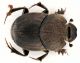 Onthophagus Grigno.jpg