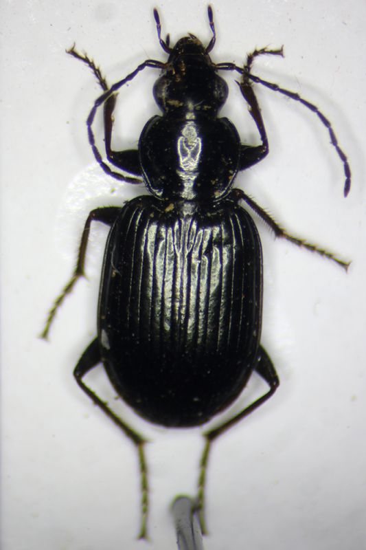 agonum.jpg