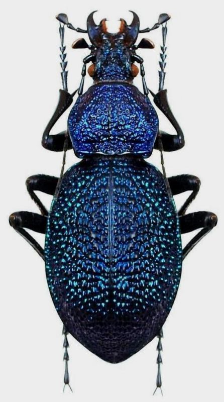 Carabus (Procerus) caucasicus Adams, 1817 - Kopie.JPG