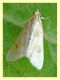 Hellula undalis (Fabricius, 1781) Anzio - 22.8.2010....JPG