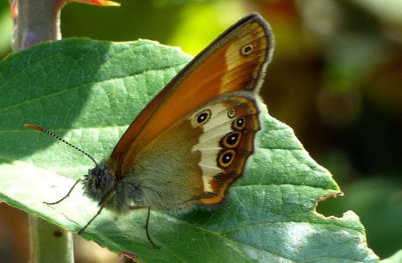 erebia5.jpg