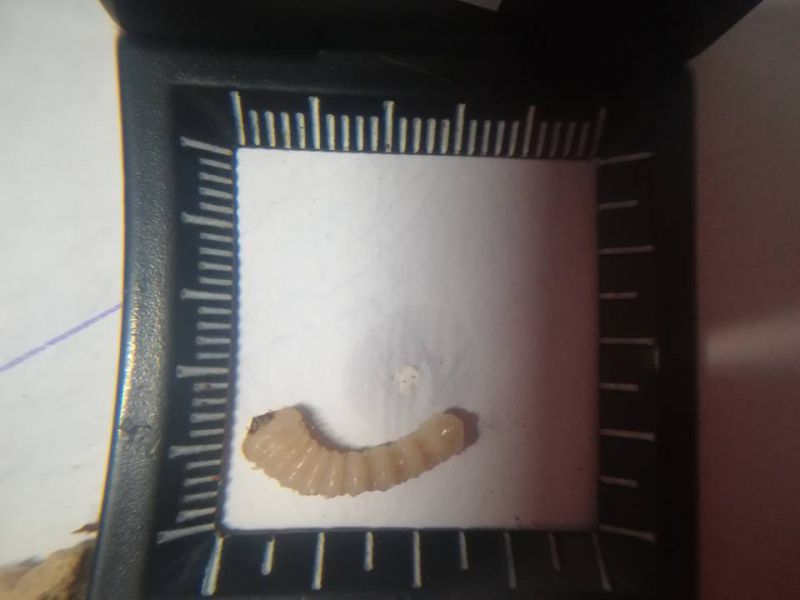 larva 2.jpg