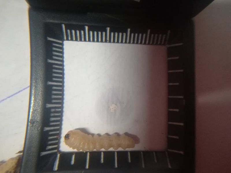 larva 3.jpg