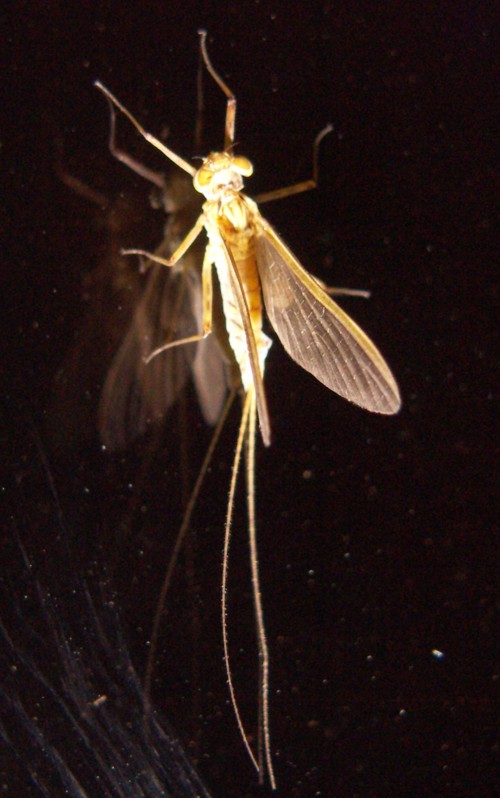 Epeorus sp. Guilin (6-9-06 río Shi Wai Tao Yuan, Shangri-La).jpg