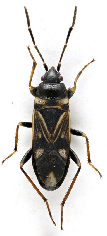 Rhyparochromus alboacuminatus f. funerea Hierro ACPI copia.jpg