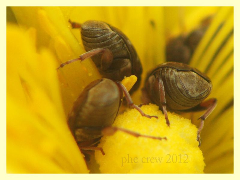 Bruchidius sp. - tor caldara - 22.4.2012.jpg