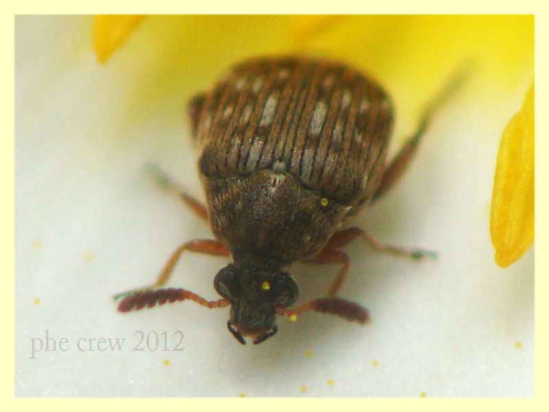 Bruchidius sp. - tor caldara - 22.4.2012 (3).JPG