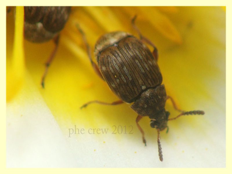 Bruchidius sp. - tor caldara - 22.4.2012 (5).JPG