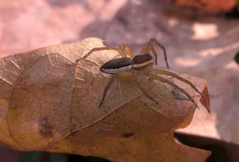 Dolomedes 2.jpg