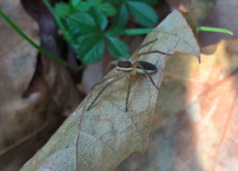 Dolomedes 3.jpg