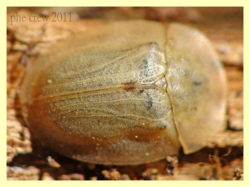 Chrysomelidae cassidino - Anela - 12.8.2011 (1).JPG