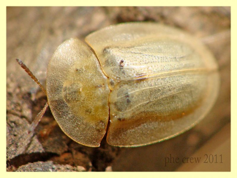 Chrysomelidae cassidino - Anela - 12.8.2011 (2).JPG