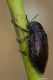 Julodis IMG_9174.jpg