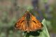 Ochlodes-sylvanus-05.jpg