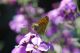 Ochlodes-sylvanus-01.jpg