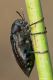 Julodis IMG_9182.jpg