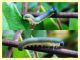 larva Tenthredinidae - Anzio - 17.11.2017 (6).JPG