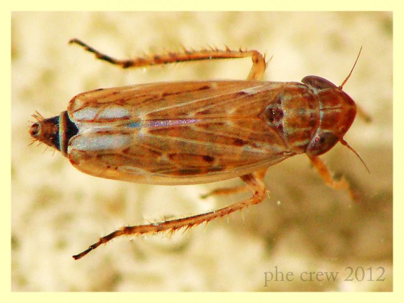 probabile Thamnotettix sp. Cicadellidae - Tor Caldara 11.3.2012.JPG