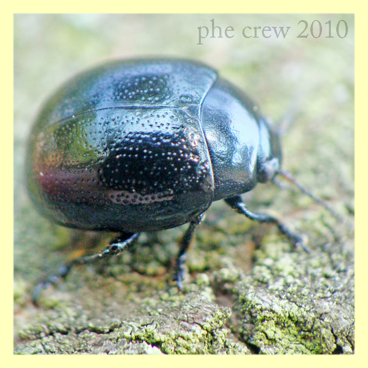 probabile Chrysolina haemoptera - Roma Capannelle - 15.9.2010 (4).JPG