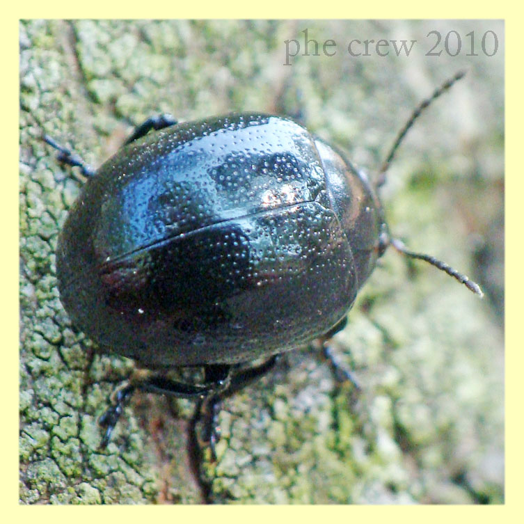 probabile Chrysolina haemoptera - Roma Capannelle - 15.9.2010 (3).JPG