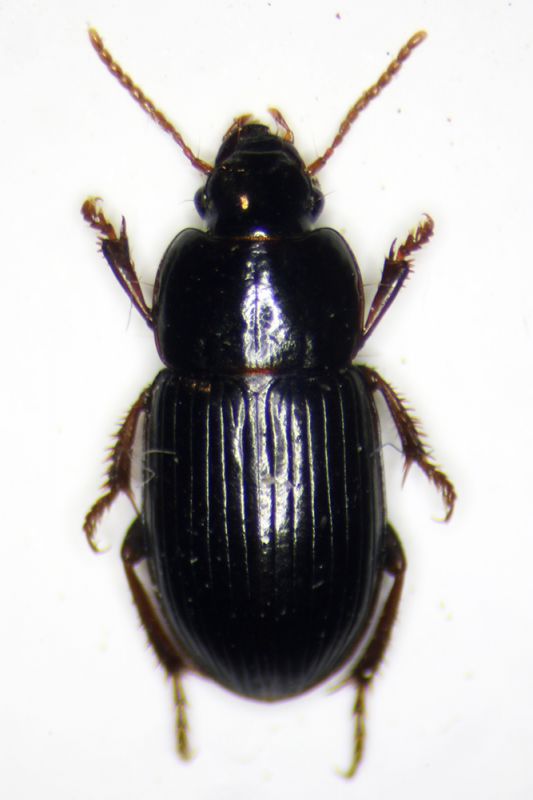 harpalus3.jpg