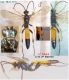DSCF0550 Ichneumon extensorius M (Face + dorsal + Tibia 2 + ventral + latéral) - rectifié.png