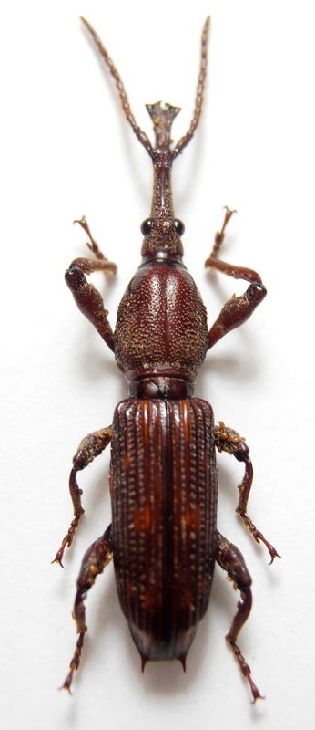 Brentidae sp. m.JPG