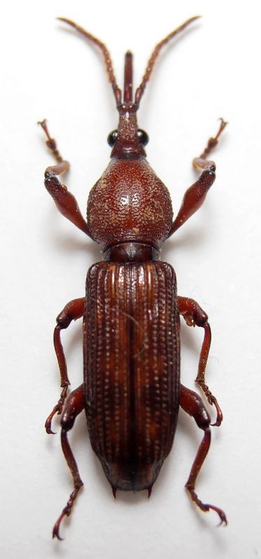 Brentidae sp. f.JPG