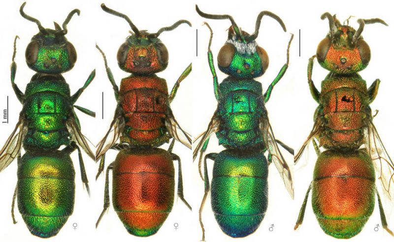 Chrysis pavesii and C. sibirica - females and males.jpg