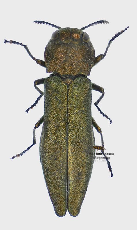 Agrilus-salicis-Letea_Forum.jpg