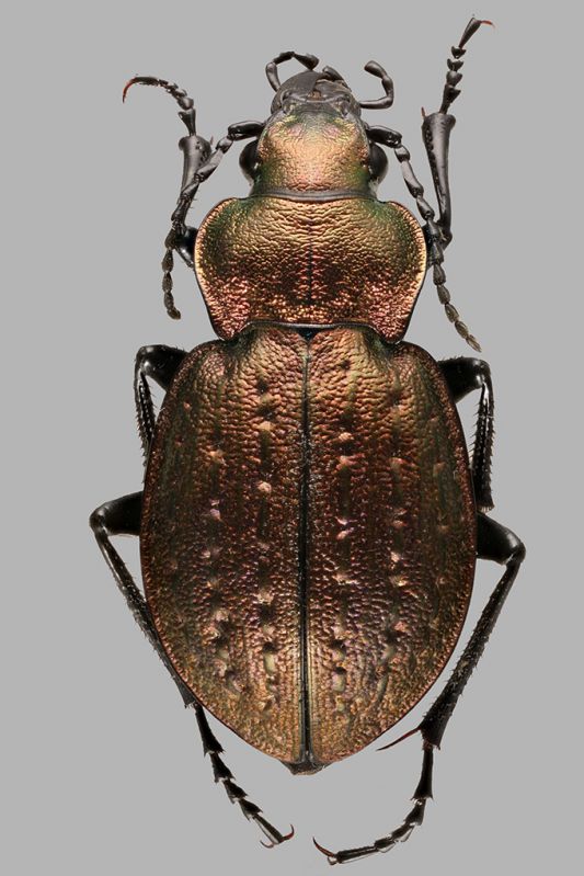 Carabus 14 mm Albania Valbona ACPI copia.jpg