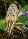 Cleonis sp.jpg