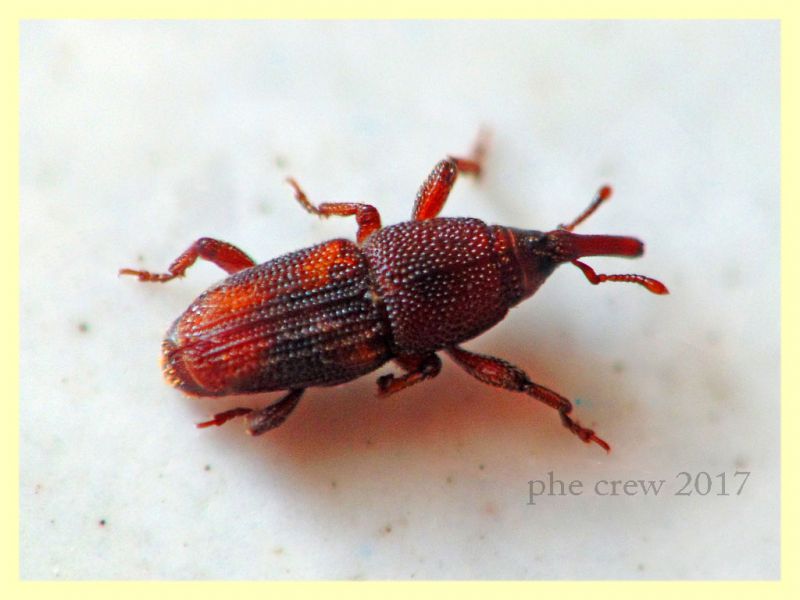 3.1 mm. Dryopthoridae - Sitophilus oryzae cf. - Anzio 27.11.2017 - da pacco di pasta Granoro prodotto a Corato, Bari (1).JPG