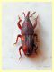 3.1 mm. Dryopthoridae - Sitophilus oryzae cf. - Anzio 27.11.2017 - da pacco di pasta Granoro prodotto a Corato, Bari (2).JPG