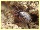 probabile Enoplognatha sp. - Anzio 15.2.2012 (1).JPG