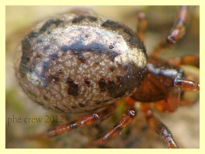 probabile Enoplognatha sp. - Anzio 15.2.2012 (2).JPG