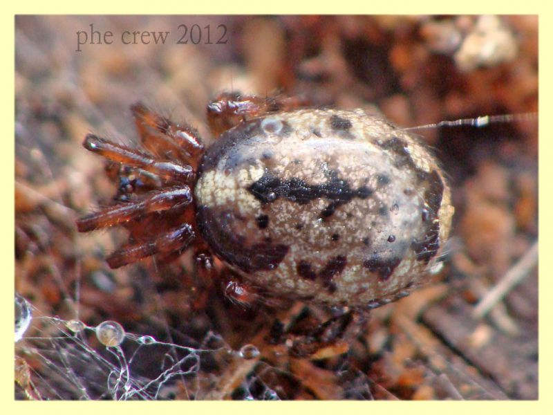 probabile Enoplognatha sp. - Anzio 15.2.2012 (4).JPG