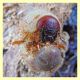 probabile larva Oryctes nasicornis - Anzio 3.12.2017 (4).JPG