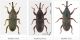Sitophilus specie.jpg